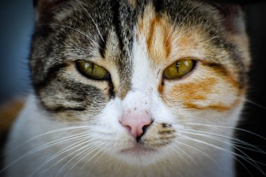 Bahçede oturarak güzel vahşi kedi 