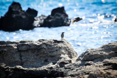 Kıbrıs'ta oturan yabani kuşlar