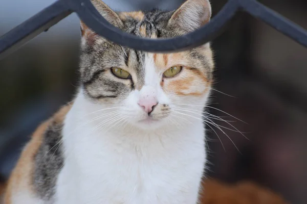 Vacker Vild Katt Sitiing Trädgården — Stockfoto