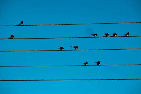 Aves Selvagens Sentadas Chipre — Fotografia de Stock