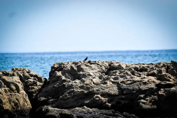 Wild Birds Sitting Cyprus — Stock Photo, Image