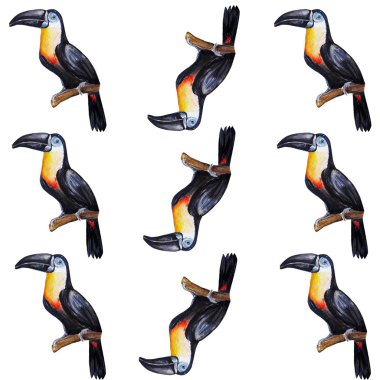 Toucan kuş su rengi resim illüstrasyon