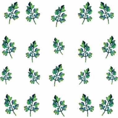 Maydanoz bitki suluboya resim illüstrasyon