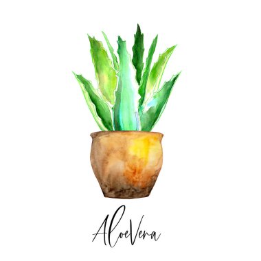 aloe vera su rengiboyalı