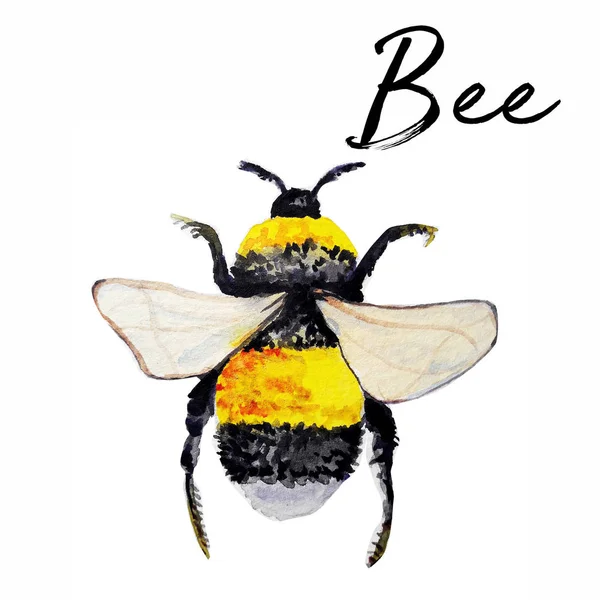 Bee Akvarell Konst Illustration — Stockfoto