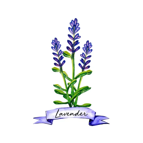 Levendula Virág Akvarell Művészeti Illusztráció — Stock Fotó