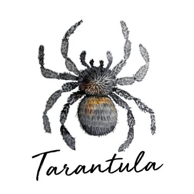 su rengi izole örümcek hayvan