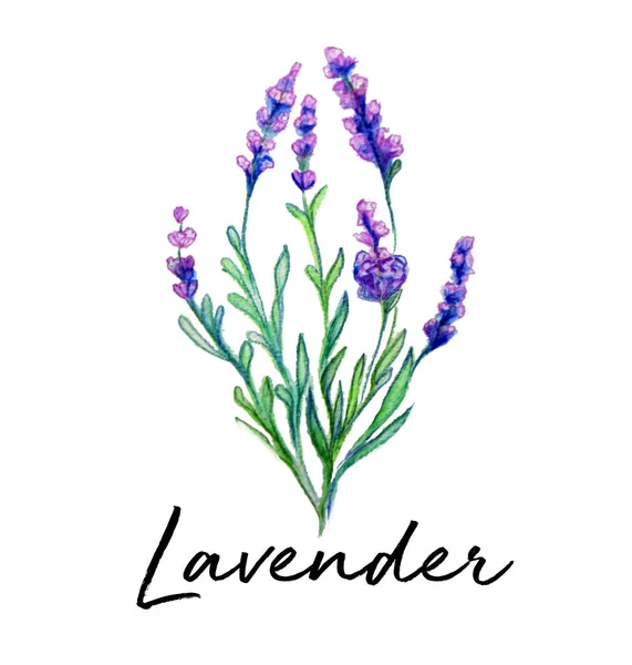 Lavendel Blomma Akvarell Konst Illustration — Stockfoto