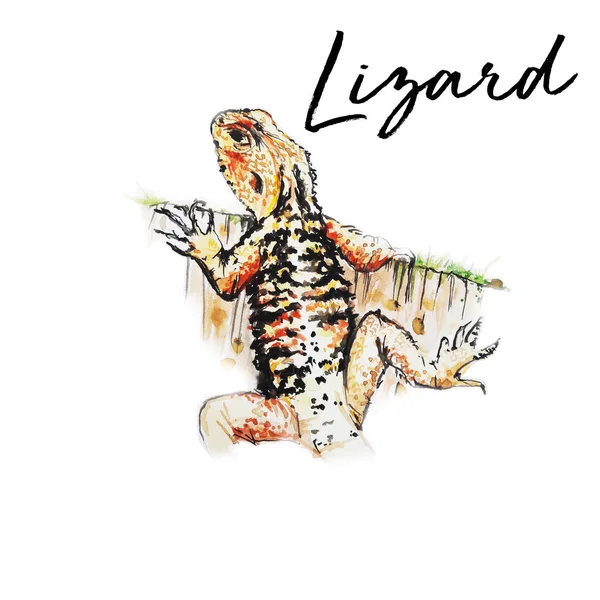 Wild Lizard Animal Akvarell Konst Illustration — Stockfoto
