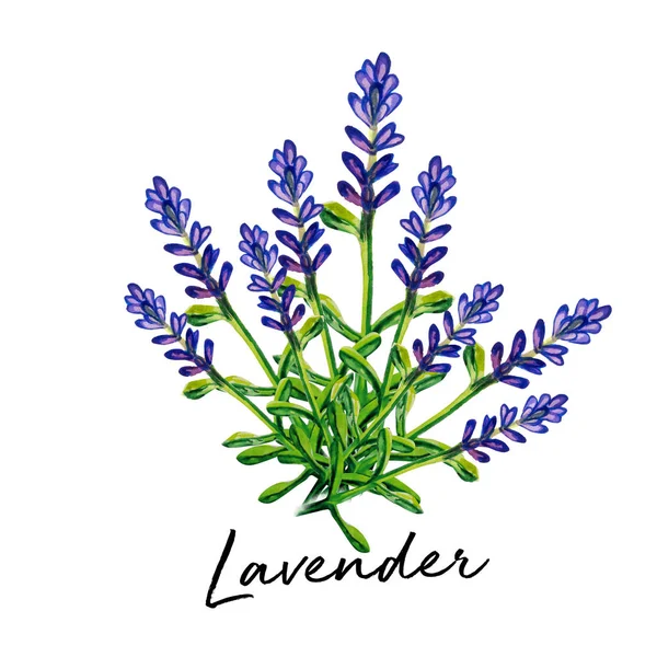 Levendula Virág Akvarell Művészeti Illusztráció — Stock Fotó