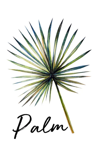 Güzel palmiye yaprağı suluboya illüstrasyon — Stok fotoğraf