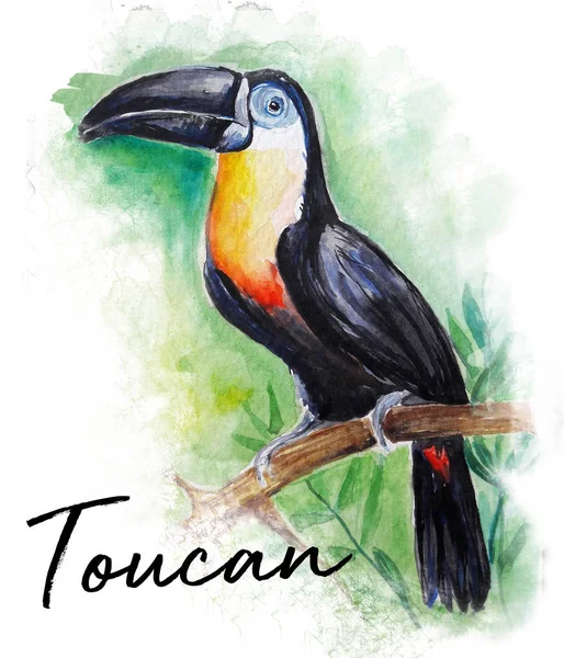 Toucan Pássaro Água Cor Arte Ilustração — Fotografia de Stock