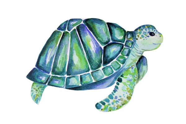 Beautiful Turtle Art Water Color Background Illustration — Stock Photo, Image