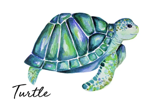 Mooie Schildpad Kunst Water Kleur Achtergrond Illustratie — Stockfoto