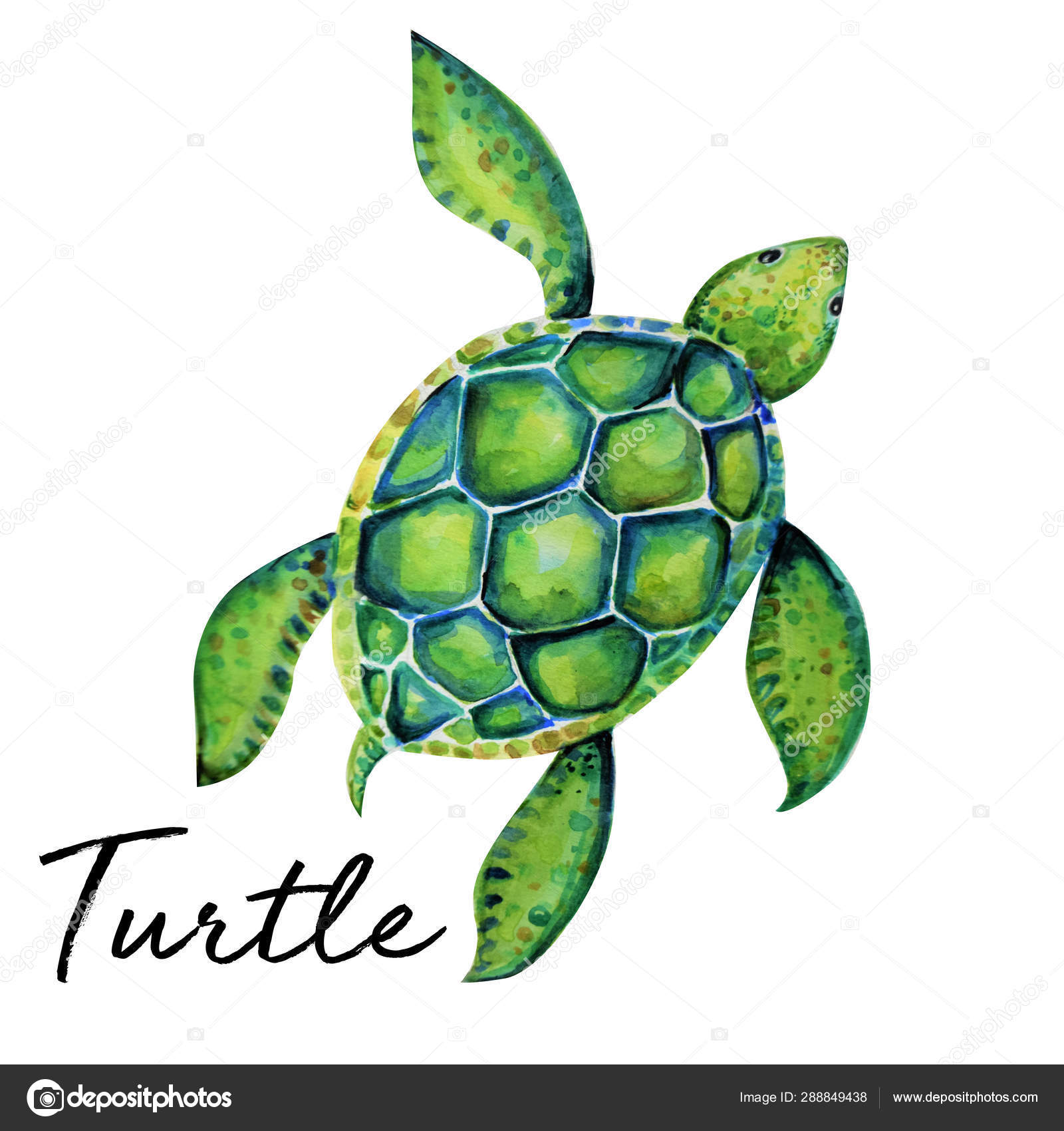 Beautiful Turtle Art Water Color Background Illustration Stock Photo by