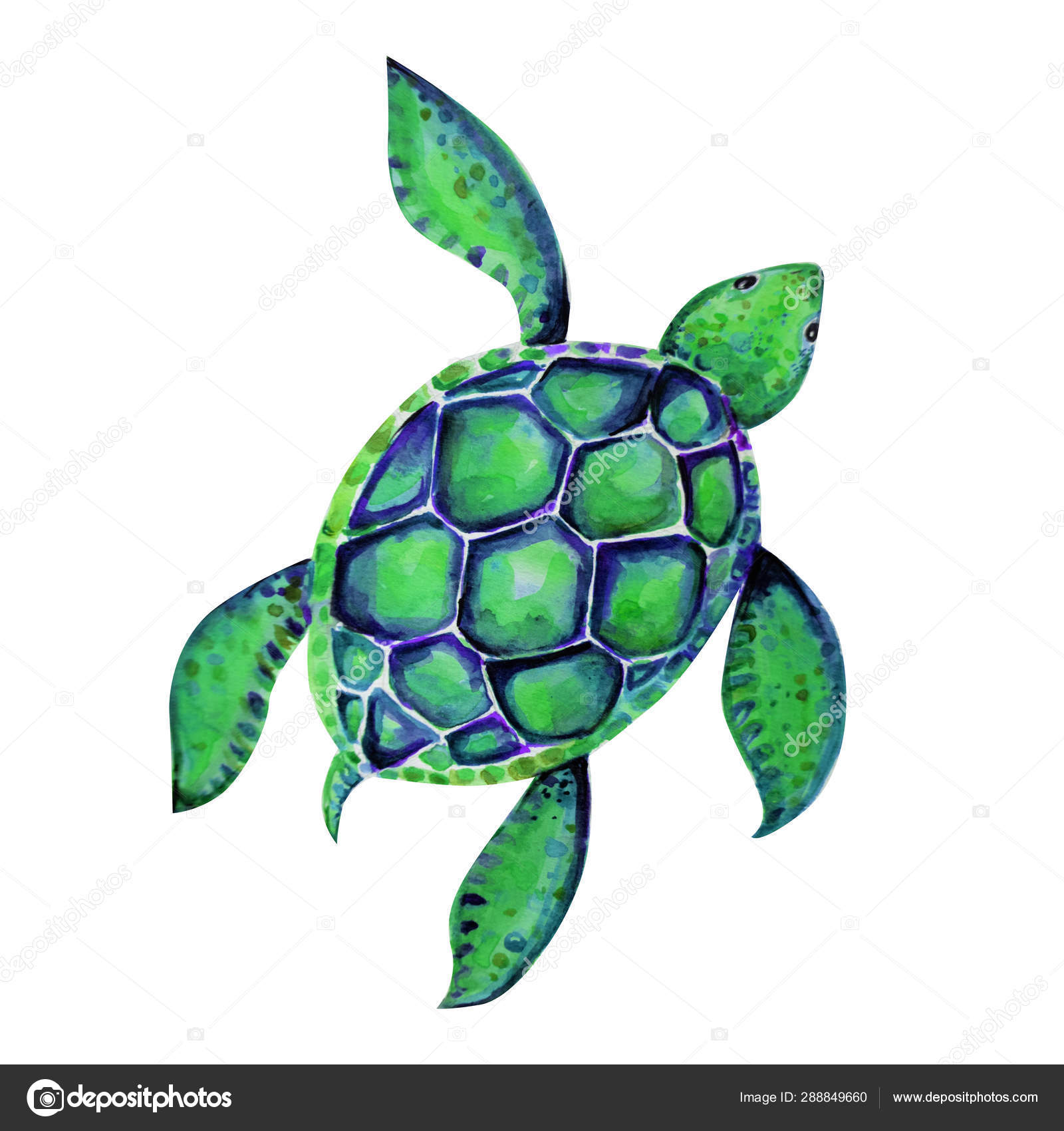 turtle drawing top view