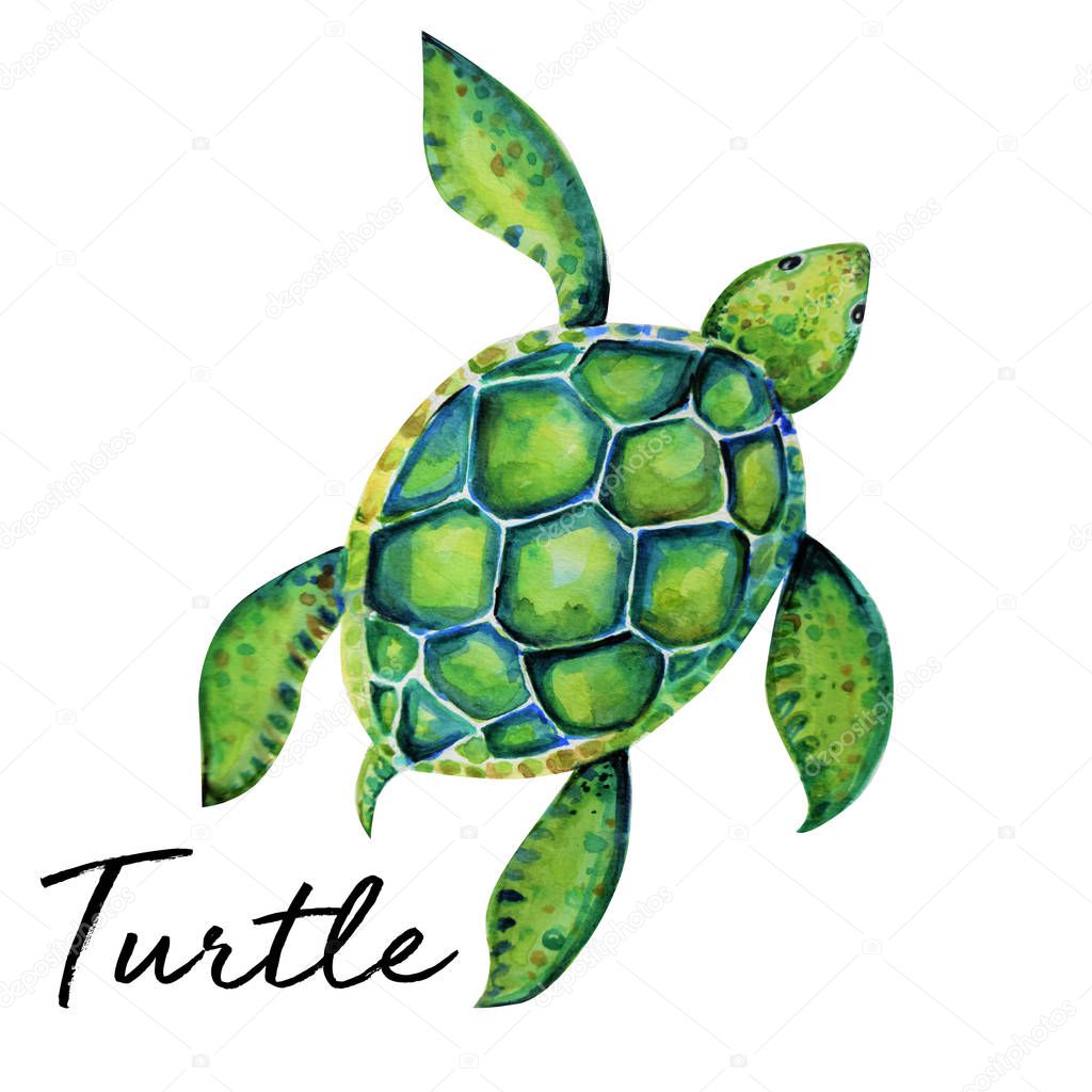 Beautiful turtle art water color background illustration