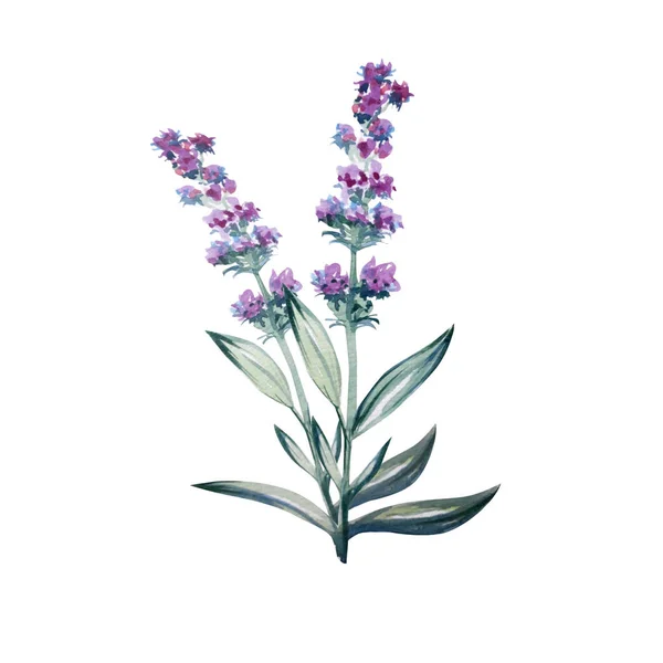 Lavanda flor acuarela color arte ilustración — Foto de Stock