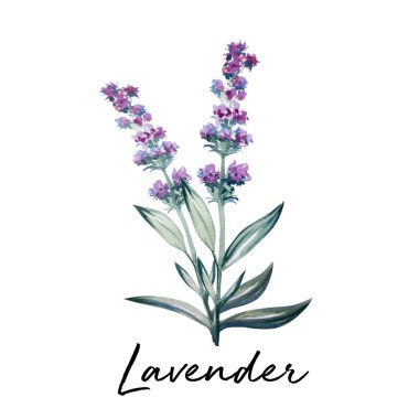 Güzel çiçek sanat su rengi illüstrasyon sanat