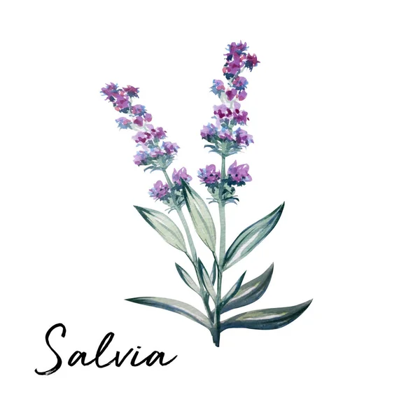 Güzel çiçek sanat su rengi illüstrasyon sanat