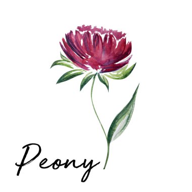 Güzel çiçek sanat su rengi illüstrasyon sanat