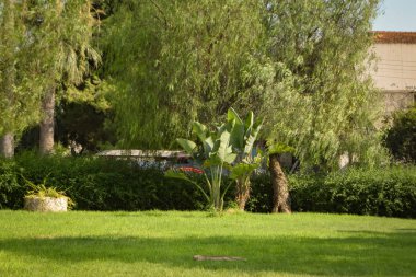 Yaz egzotik güzel Kıbrıs Bahçesi