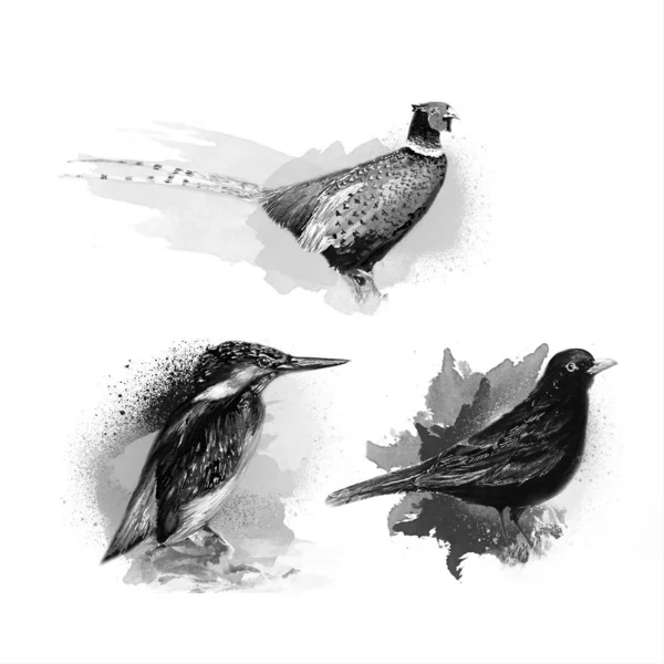 Красиві Птахи Водяного Кольору Малюнок Мистецтво Ілюстрація — стокове фото