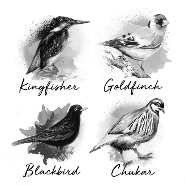 Bela Cor Água Pássaro Desenho Arte Ilustração — Fotografia de Stock