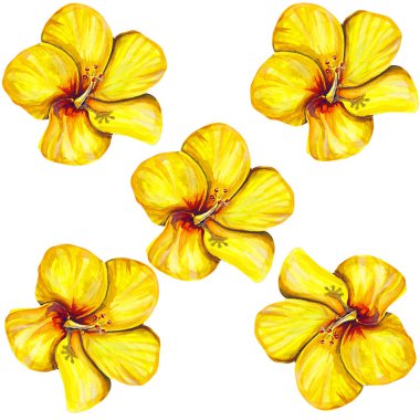 Yaz, ebegümeci, güzel, çiçek, sanat illüstrasyon