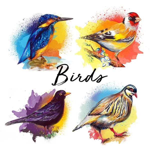 美丽的鸟水彩绘艺术图解 — 图库照片