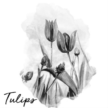 Güzel lale resim resim illüstrasyon