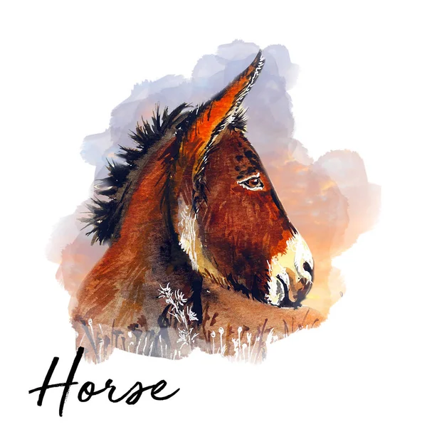 美しい馬水色イラスト — ストック写真