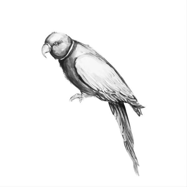 Papuga ptak woda kolor ilustracja — Zdjęcie stockowe