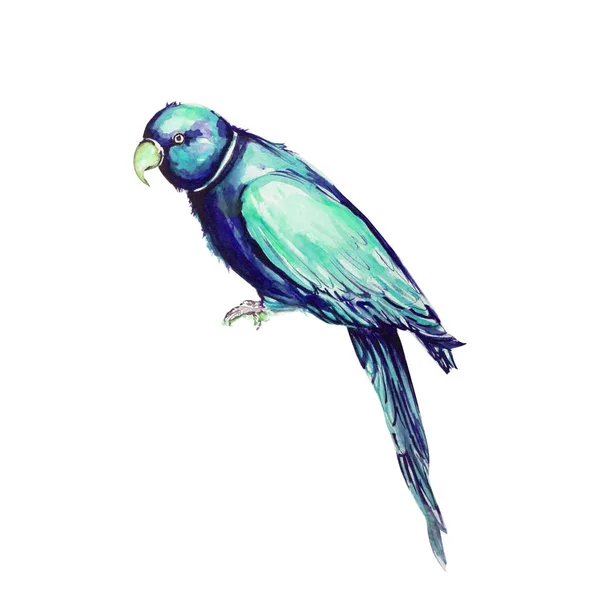 Παπαγάλος πουλί χρώμα νερού εικόνα τέχνης — Φωτογραφία Αρχείου
