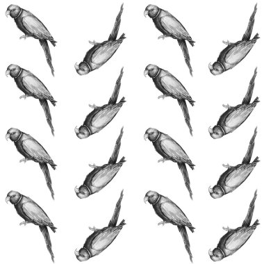   Papağan kuş su rengi sanat illüstrasyon