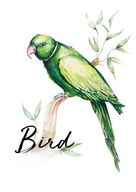 Papağan kuş su rengi sanat illüstrasyon