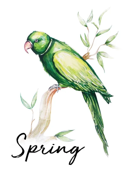 鹦鹉鸟水彩艺术插图 — 图库照片