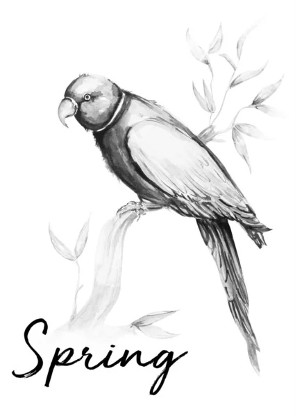 Pappagallo uccello acqua colore arte illustrazione — Foto Stock