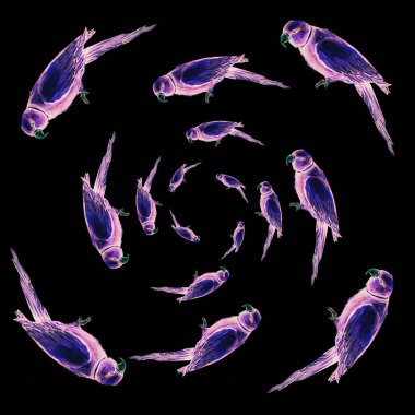 Papağan kuş su rengi sanat illüstrasyon