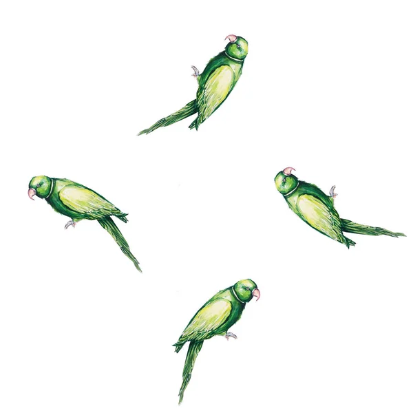 Папуга Птах Водяний Колір Художня Ілюстрація — стокове фото