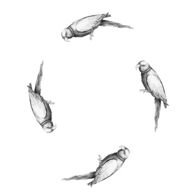 Papağan kuş su rengi sanat illüstrasyon