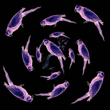 Papağan kuş su rengi sanat illüstrasyon