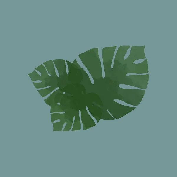 Beauriful Modello Palma Monstera Illustrazione — Foto Stock