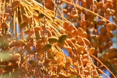 Hurma altın meyvesi, Kıbrıs