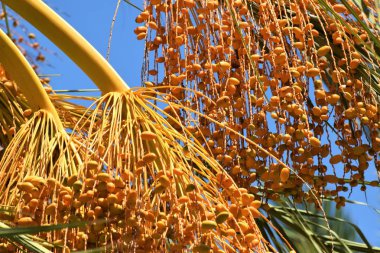 Hurma altın meyvesi, Kıbrıs