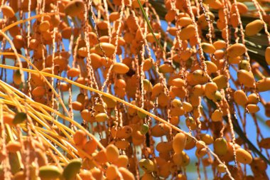 Hurma altın meyvesi, Kıbrıs