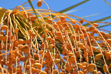 Hurma altın meyvesi, Kıbrıs