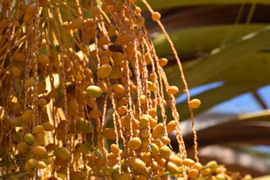 Hurma altın meyvesi, Kıbrıs