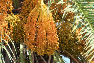Hurma altın meyvesi, Kıbrıs