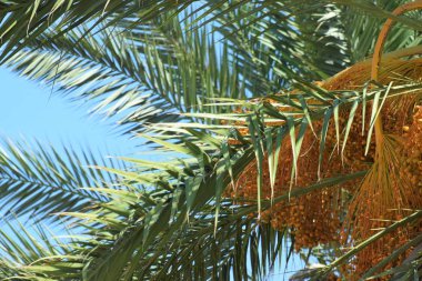 Hurma altın meyvesi, Kıbrıs